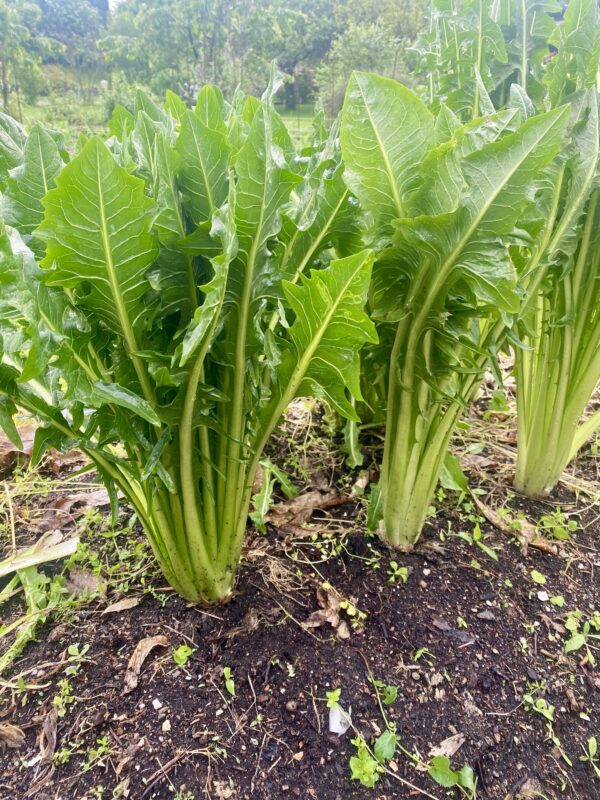 Cicoria catalogna 500g